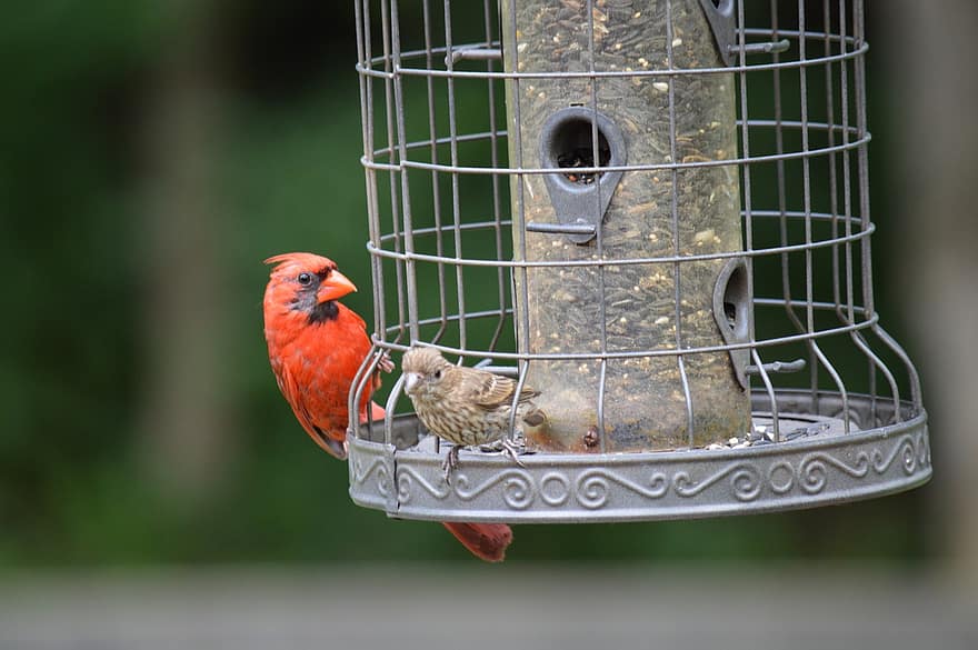 cardeal, pardal, pássaro, alimentador de pássaros, ornitologia, aviária, natureza