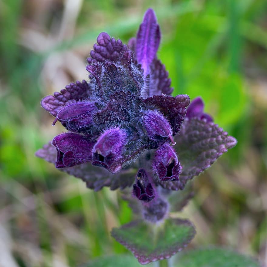 bartsia alpina, flor, flor Purpura, pétalos, pétalos morados, floración, flora, planta, naturaleza