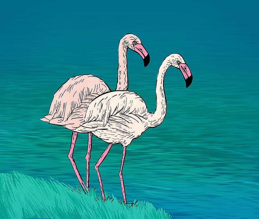 rozā flamingo, flamingos, putni, ezers, savvaļas, raksturs, digitāls