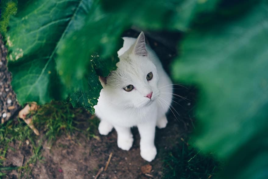 gato, exterior, animal, branco, verde