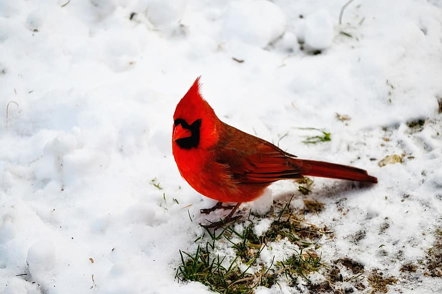 fugl, kardinal fugl, vinter, dyr, sne, pattedyr, næb, dyr i naturen, fjer, multi farvet, tæt på