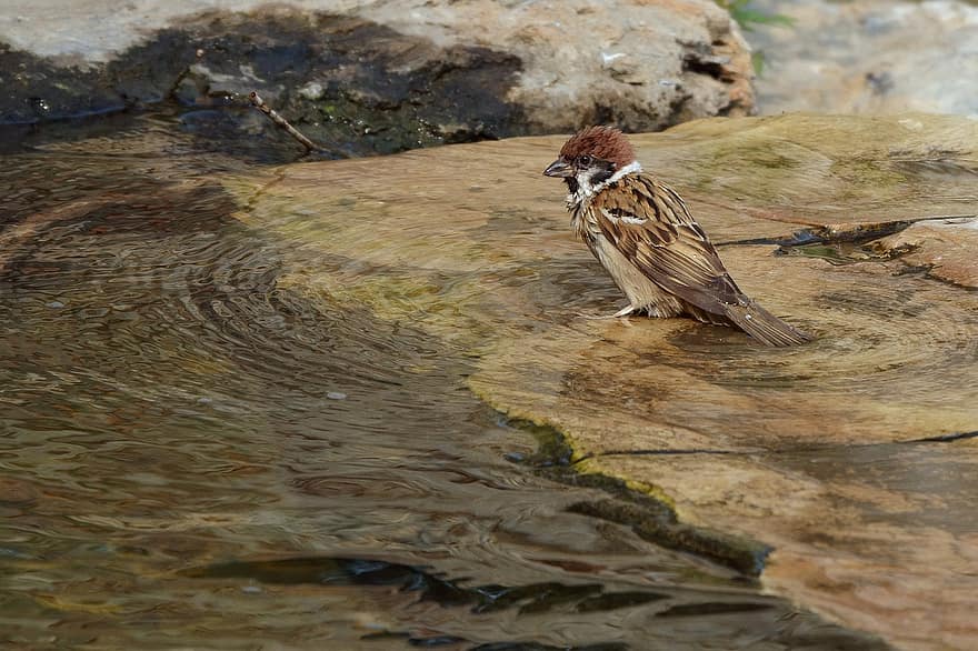 Sparrow, Springs, Hot, Paddle, Cool, Feather, Bathing