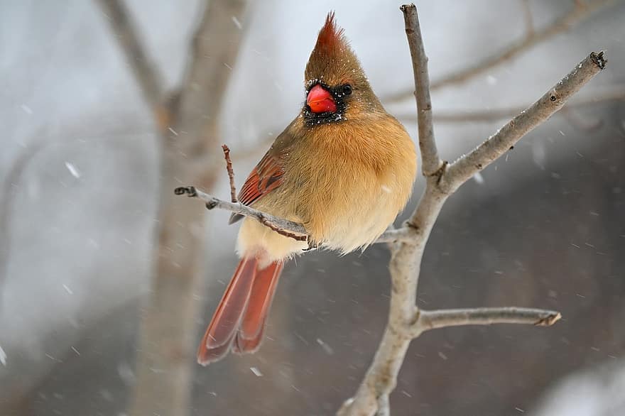burung, kardinal, paruh, bulu, bulu burung, bertengger, ilmu burung, salju, binatang di alam liar, musim dingin, merapatkan
