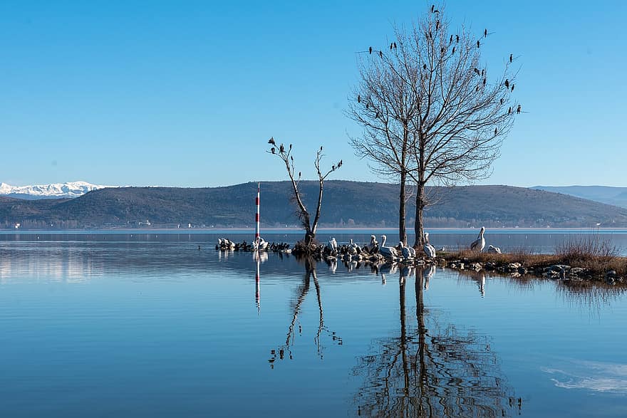 Lac, des oiseaux, la nature, les montagnes, arbre, perché, bord du lac, hiver, du froid, scénique, Kastoria