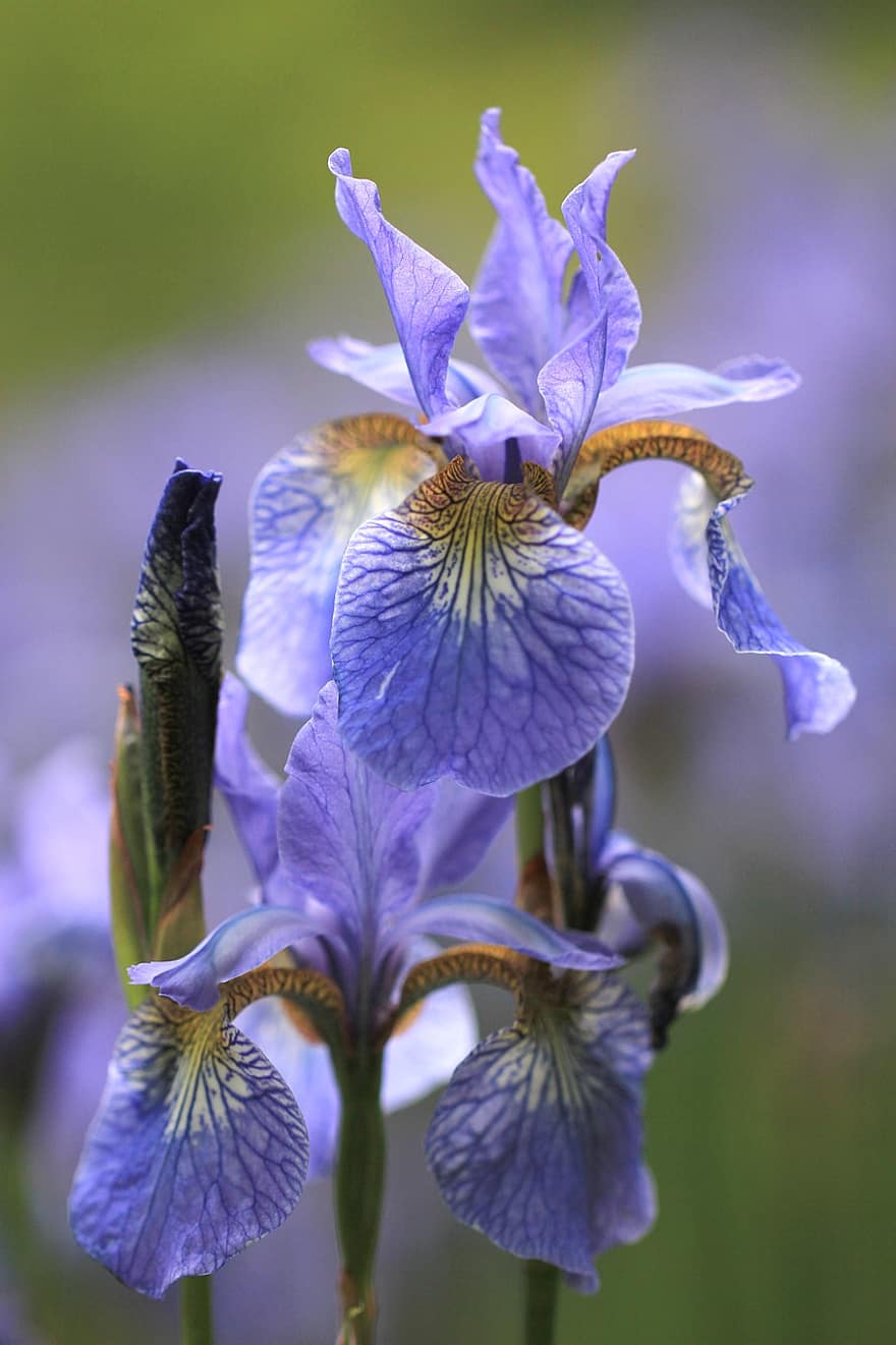 Iris, Blumen, Pflanze, Blütenblätter, Gartenblumen, blühen, Blühen, Flora, Garten, botanisch, Natur