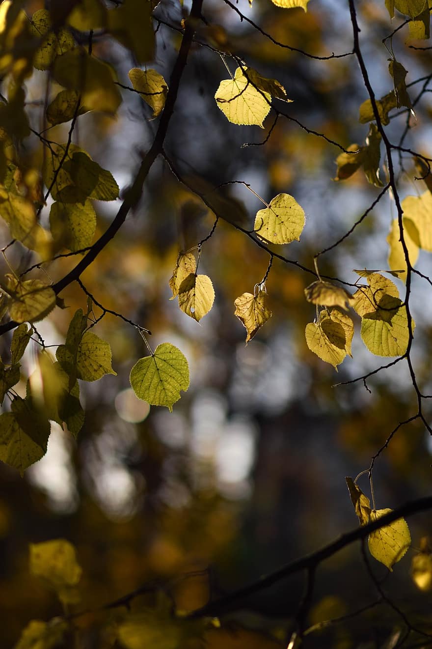 lípa, listy, podzim, podzimní listí, žluté listy, větev, strom, rostlina, Příroda, podsvícení, bokeh