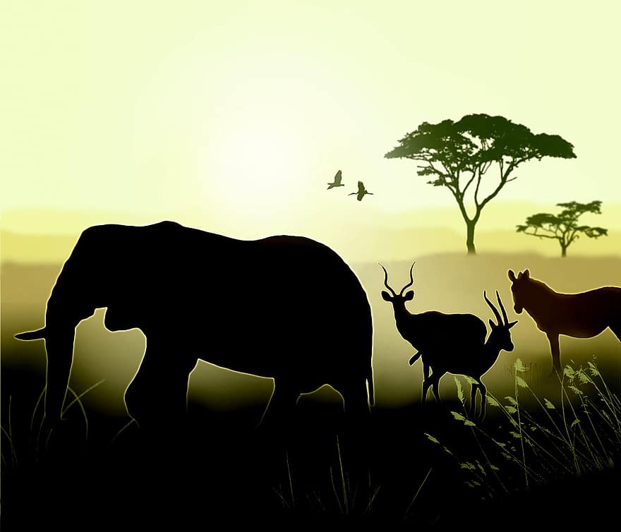 Afrique, l'éléphant, Aube, savane, animaux, le coucher du soleil, sauvage, safari, faune, Kenya, jungle