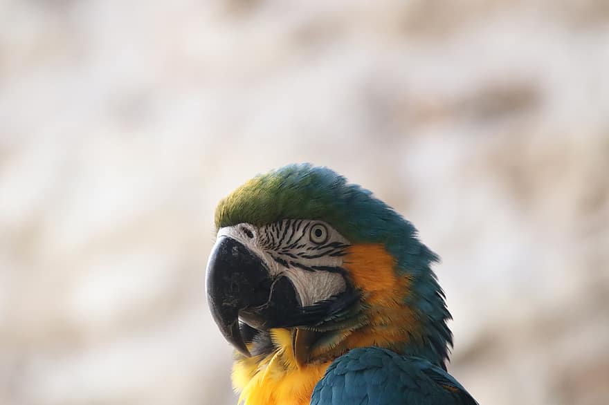 blå-og-gul macaw, fugl, dyr, papegøye, dyreliv, fjærdrakt, natur, nebb, fugletitting, fjær, Ara