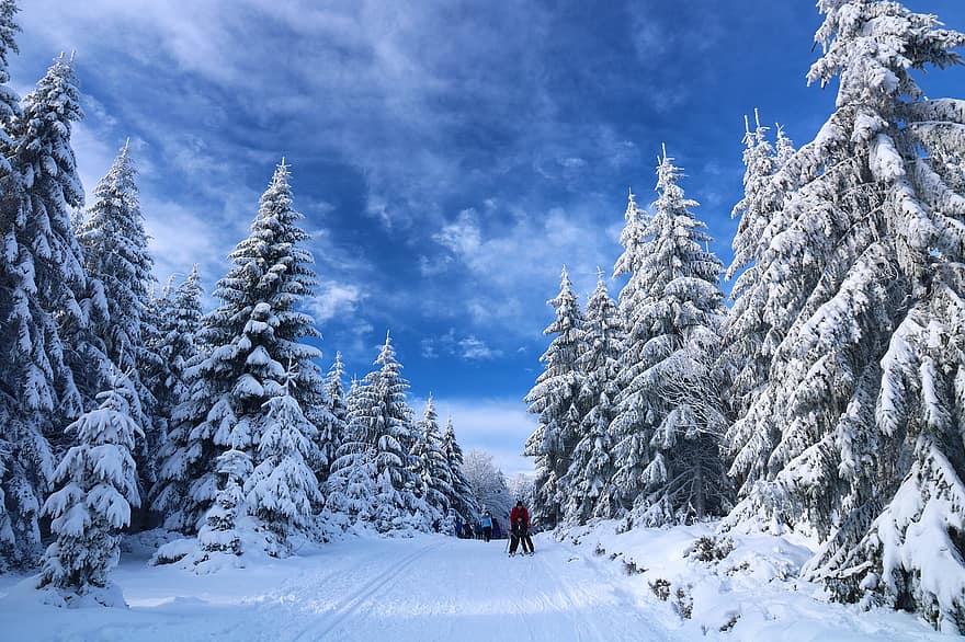 кататься на лыжах, снег, деревья, дорожка, зима, люди, туристы, досуг, отдых, деятельность, зимний пейзаж