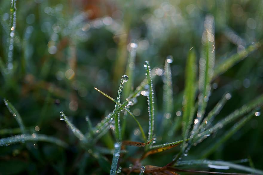 草、露、朝露、濡れている、露滴、葉、緑、工場、牧草地、自然、雨滴