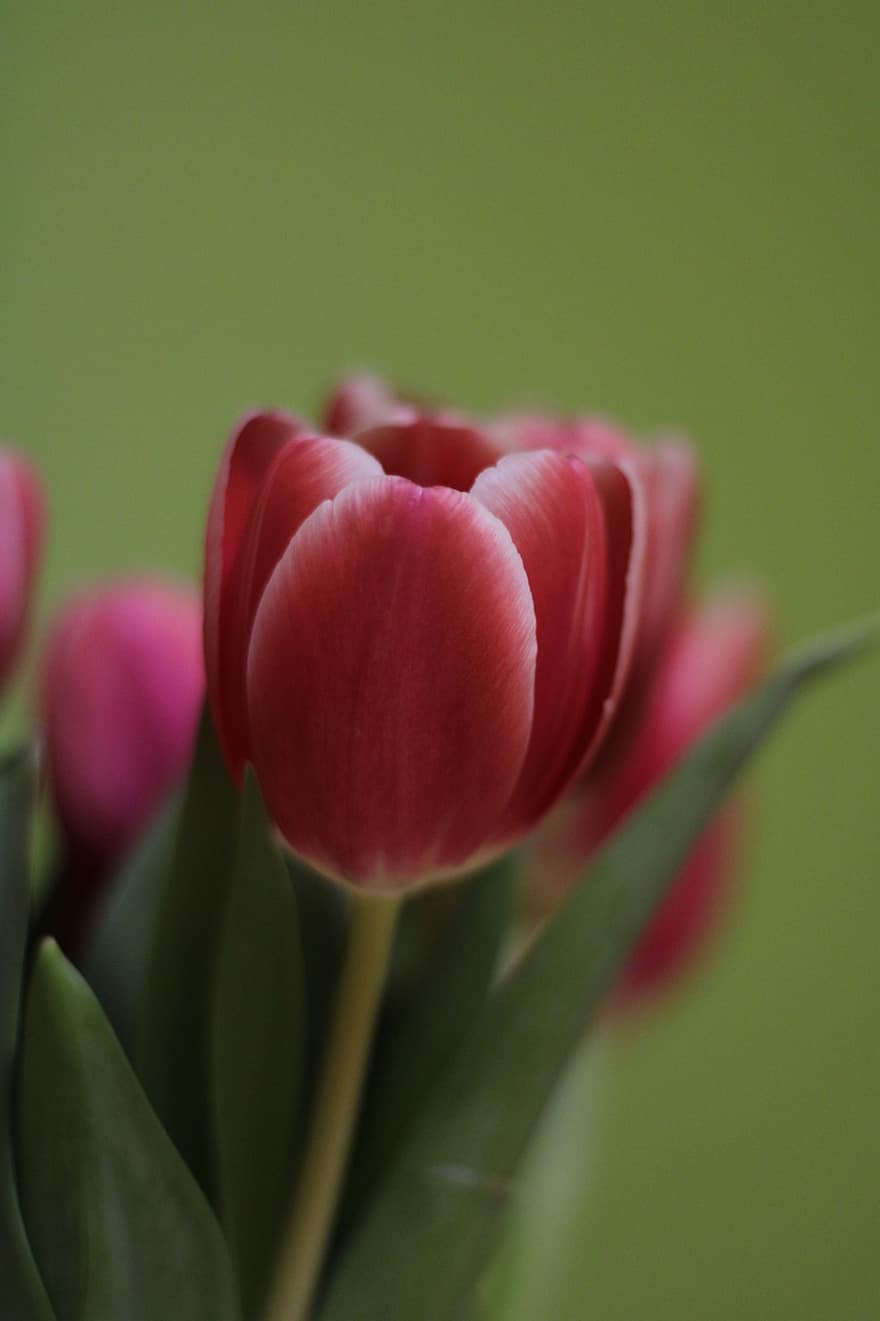 tulipaner, blomst, anlegg, rosa blomster, petals, flora, vår, natur, tulipan, nærbilde, blomsterhodet