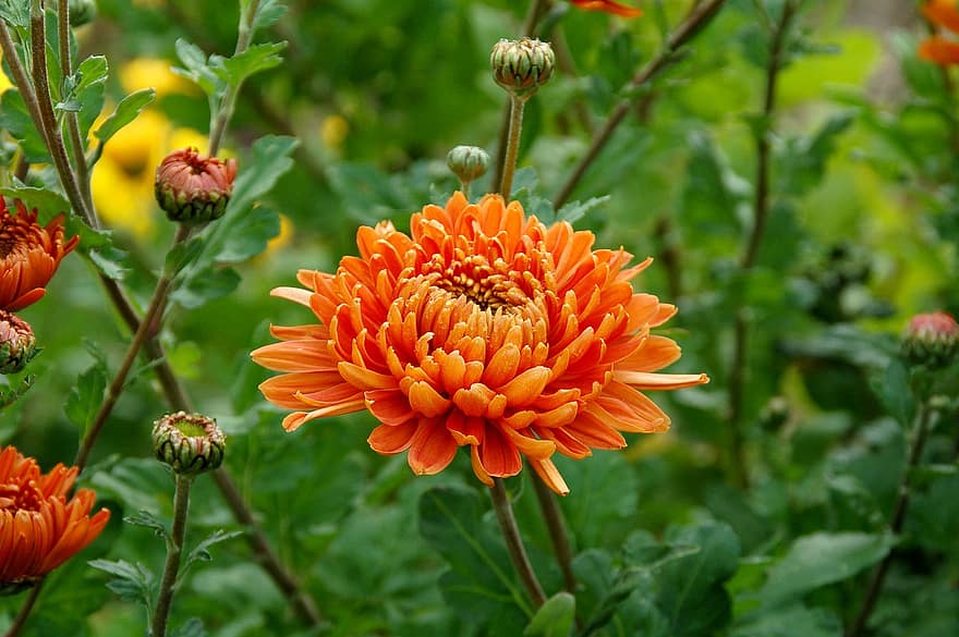 krysantemum, blomma, apelsinblomma, orange kronblad, flora, natur, trädgård, blomsterodling, hortikultur