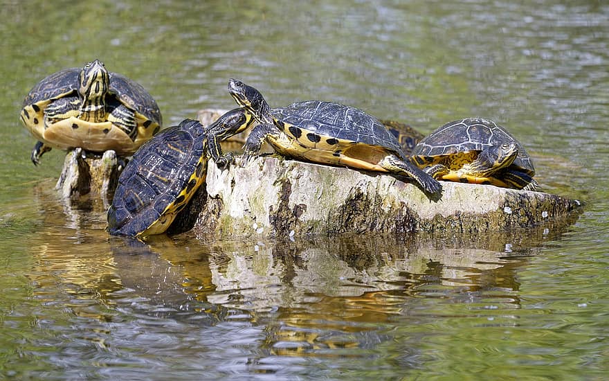sköldpaddor, damm, reptiler, djur, sjö