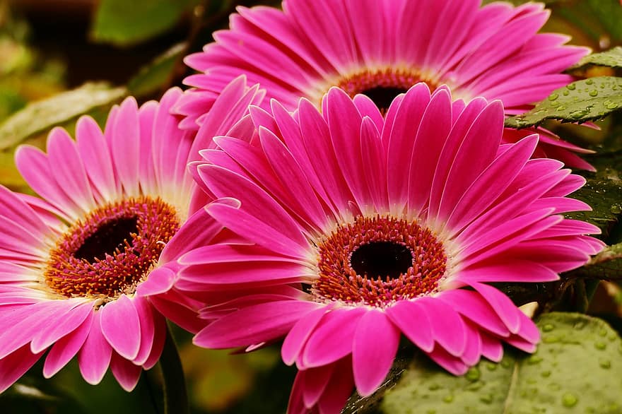 flors, gerberas, rosa, flors de color rosa, pètals de color rosa, pètals, florir, flor, flora, floricultura, horticultura