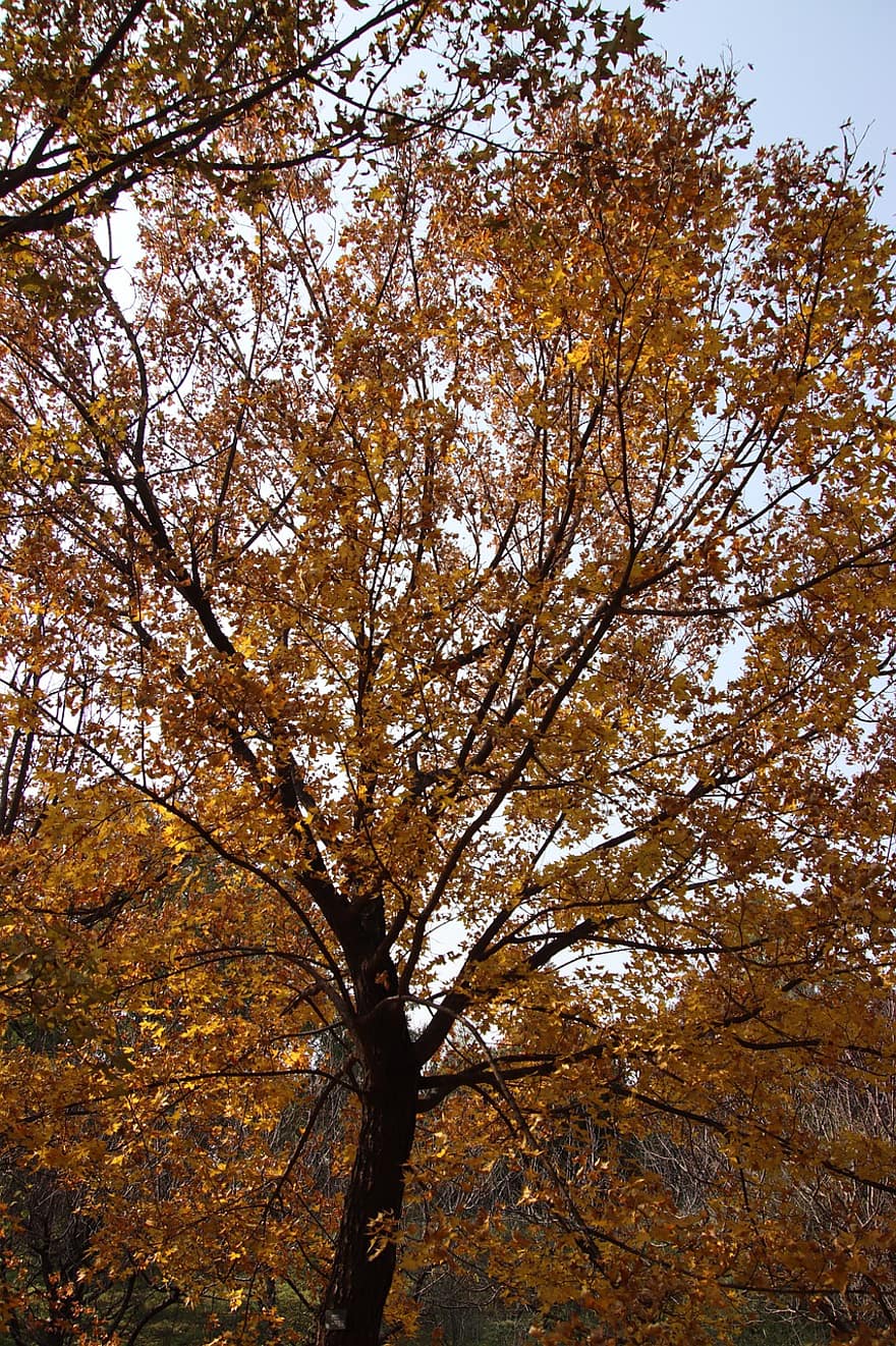 kļava, koks, kritums, rudenī, Kļava, kļavas lapas, rudens lapas, dzeltenas lapas, lapas, zaļumi, filiāles