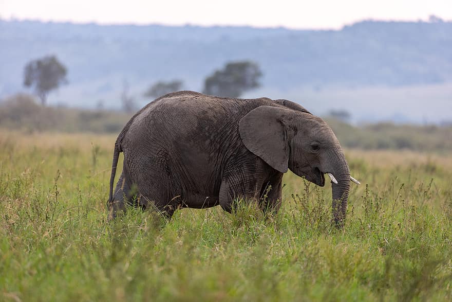 象、アフリカ、自然、動物たち、野生動物、木、風景、大きい、牙、屋外、哺乳類