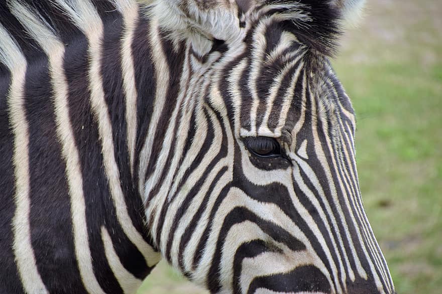 hayvan, memeli, zebra, at, Türler, fauna, Afrika, çizgili, vahşi hayvanlar, safari hayvanlar, kapatmak