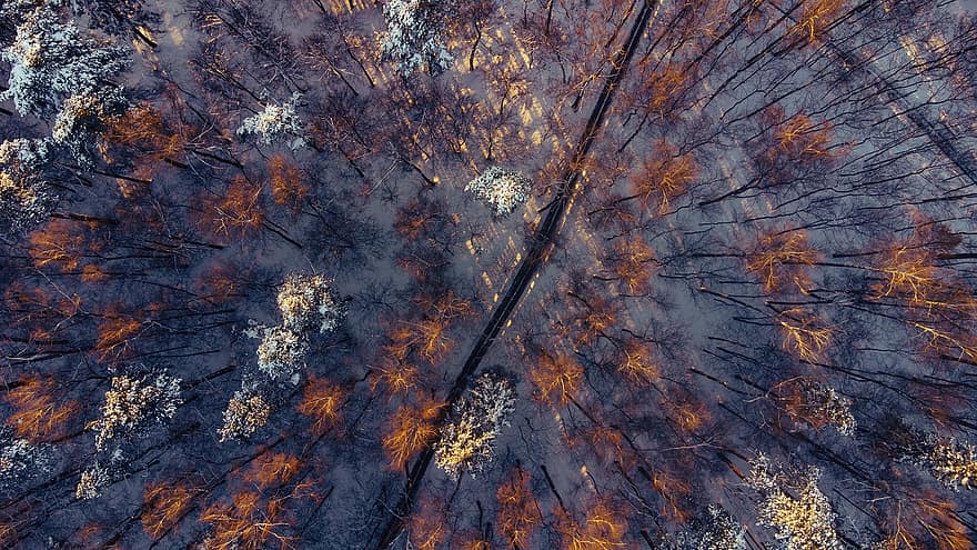 raksturs, rudenī, sezonā, koki, antenu, ārā, mežs, meži, tuksnesī, koks, lapas