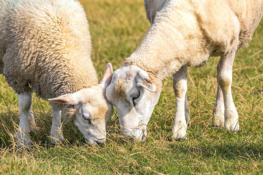 ovelha, animais, grama, pastando, pecuária, campo, Prado, mãe, criança, lã, agricultura