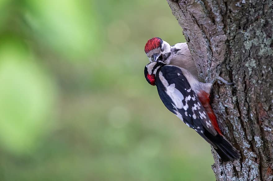 นกหัวขวานด่างใหญ่, woodpeckers, นก, สัตว์, ธรรมชาติ, จะงอยปาก, ขน, สัตว์ในป่า, ใกล้ชิด, หลายสี, สัตว์หนึ่งตัว