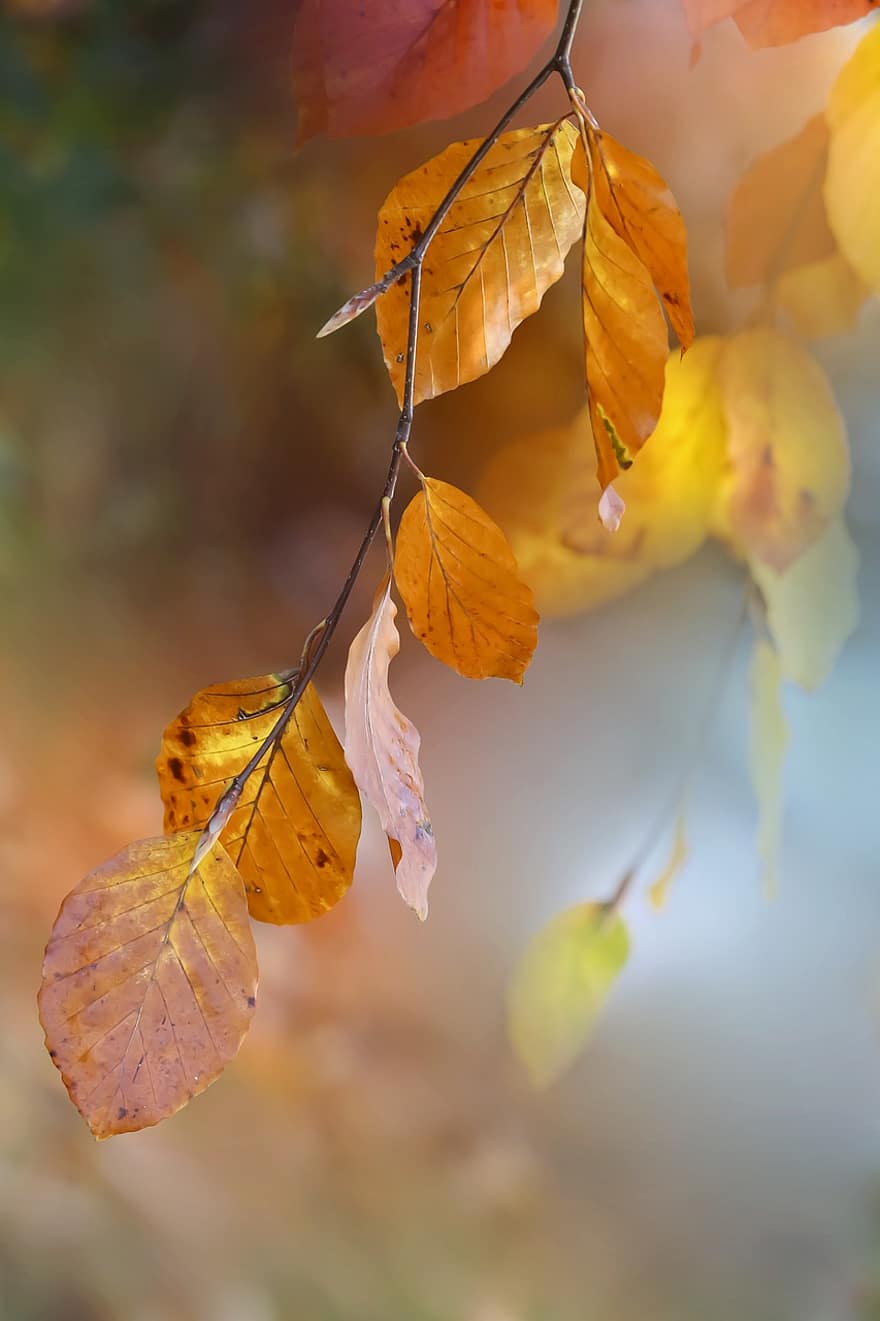 листя, гілочка, осінь, макрос, природи, падіння