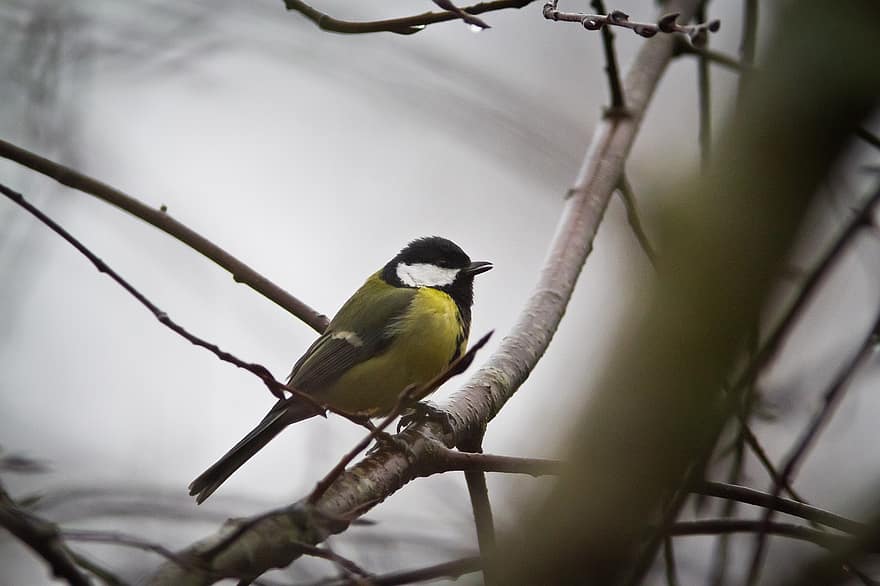 Great Tit, Bird, Branch, Perched, Parus Major, Animal, Wildlife, Feathers, Plumage, Birdwatching, Tree