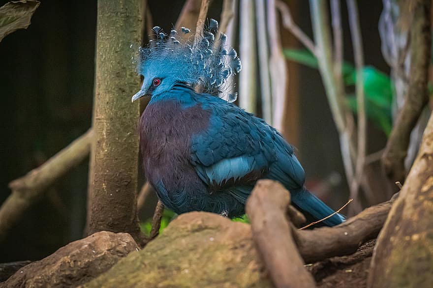 Victoria Crowned Pigeon, Bird, Wildlife, Zoo, Nature, Landscape, Avian, beak, feather, animals in the wild, multi colored