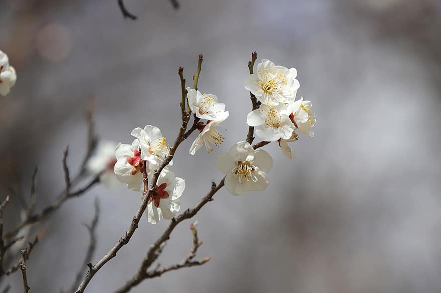 Plum Blossoms, White Flowers, Spring Flowers, Spring, Plum Tree, Flowers, close-up, flower, branch, springtime, plant