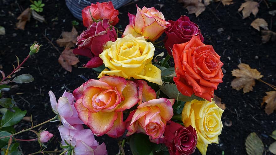 rozes, ziedi, pušķis, krāsainas rozes