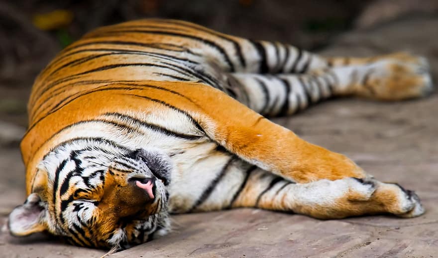 Tygrys, zwierzę, ogród zoologiczny, duży kot, spanie, paski, koci, ssak, Natura, dzikiej przyrody, w paski