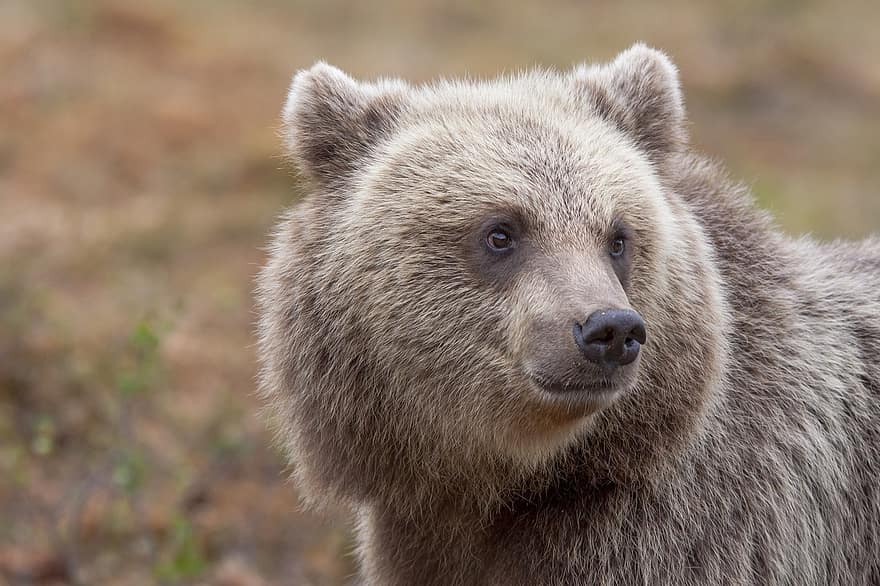 beruang coklat, beruang, hewan, predator, berbahaya, mamalia, alam, margasatwa, fotografi binatang, ursus arctos, hutan