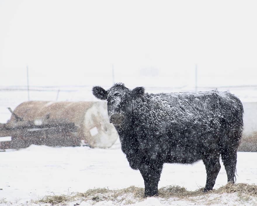 con bò, mùa đông, chăn nuôi, gia súc, thú vật