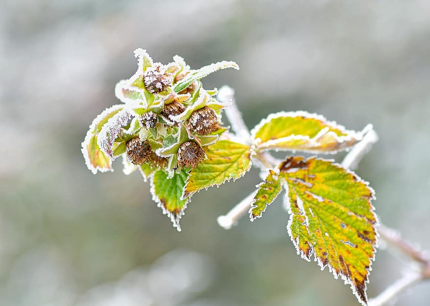 Flowers, Leaves, Icicles, Hoarfrost, Frost, Frosty, Snowy, Frozen, Branch, Winter, Cold