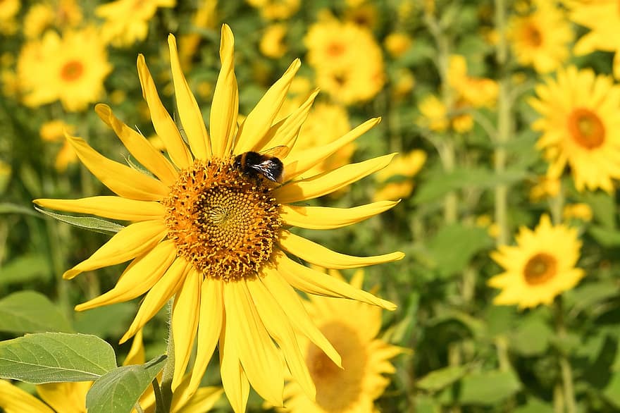 kamene, bite, zieds, saulespuķes, kukaiņi, dzeltens zieds, augu, saulespuķu lauks, raksturs, vasarā