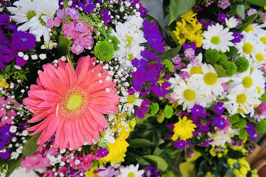 ziedi, zied, botānika, zieds, raksturs, ziedlapiņām, izaugsmi, augu, vasarā, daudzkrāsains, svaigumu