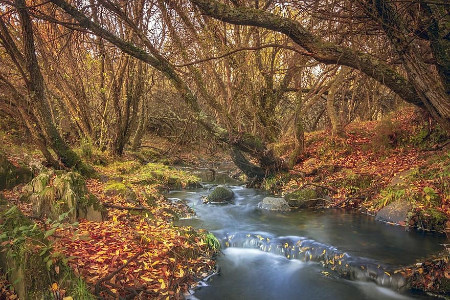 Fluss, Blätter, Bäume, fallen, Herbst, Natur, Wald, Geäst, Textur, friedlich, Ökologie