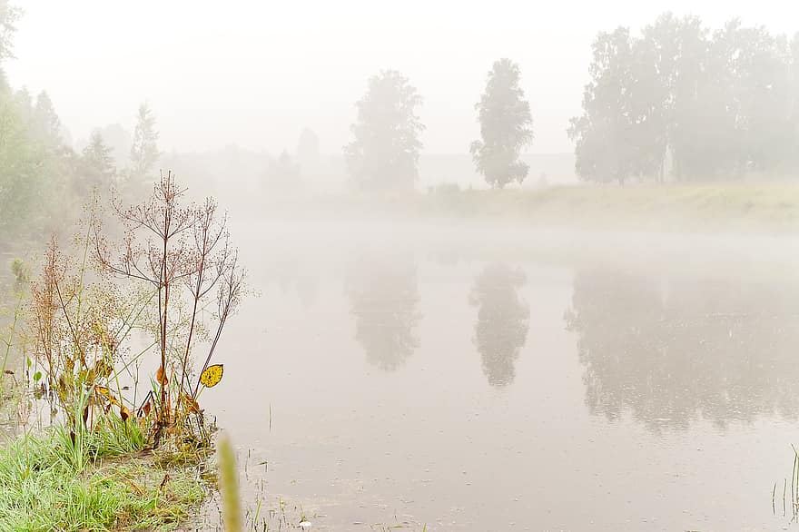 мъгла, природа, на открито, пейзаж, сутрин, езеро, трева, дървета, гора, есен, дърво