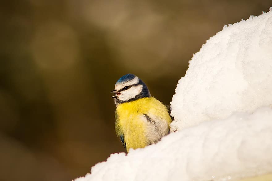 teta azul, pássaro, empoleirado, peituda, animal, inverno, penas, neve, plumagem, bico, conta