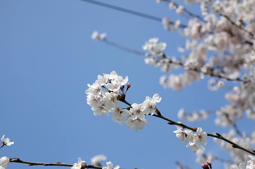 kersenbloesems, sakura, bloemen, natuur, detailopname, de lente, lente, tak, bloem, fabriek, seizoen