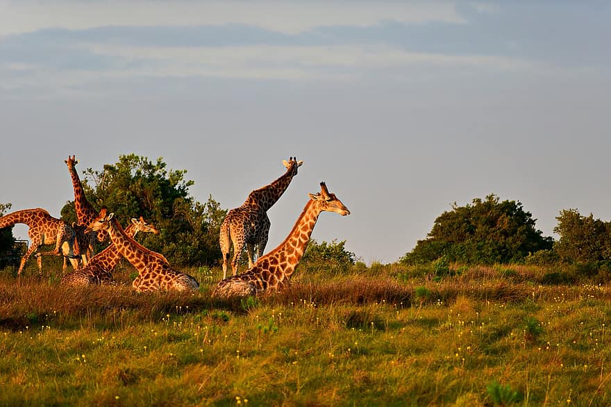 žirafy, puntíkovaný, savců, stádo, tráva, pastvina, louka, zvíře, volně žijících živočichů, Příroda