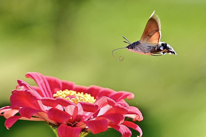 Kolibri-Falke-Motte, Motte, Blume, Insekt, Zinnie, blühen, blühende Pflanze, Zierpflanze, Pflanze, Flora, Natur