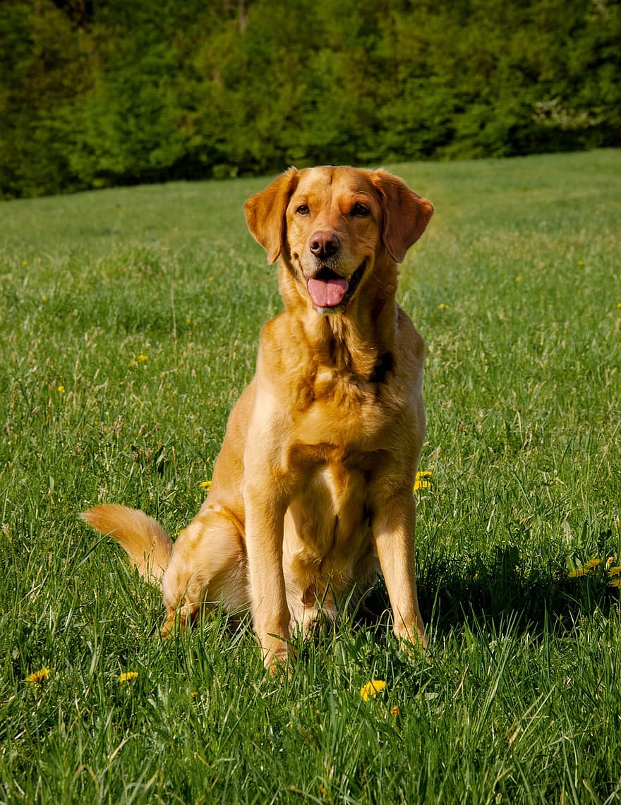 Labrador, Dog, Meadow, Pet, Labrador Retriever, Fox Red, Purebred, Animal, Domestic Dog, Canine, Mammal