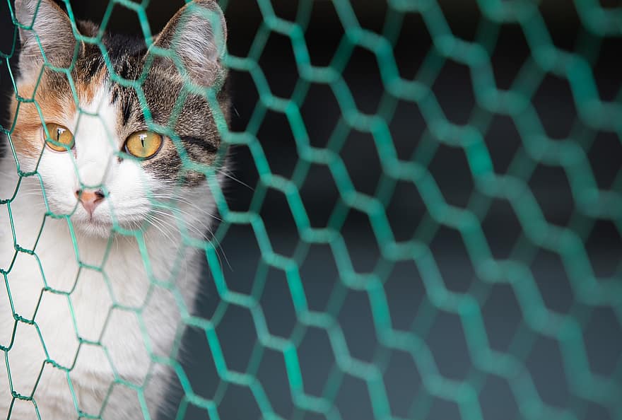con mèo, thú vật, lưới thép, mướp, vật nuôi, con mèo đường phố, mèo nhà, cái nhìn, nhìn chằm chằm, Lưới bảo vệ, lưới dây