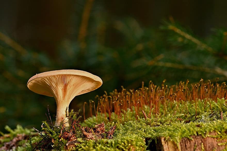 mushroom, disc fungus, moss, close-up, forest, plant, season, fungus, autumn, green color, growth