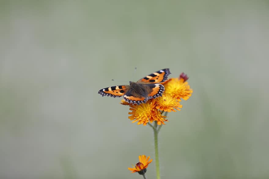 Hawkweed, Flower, Butterfly, Blossom, Bloom, Orange, Insect