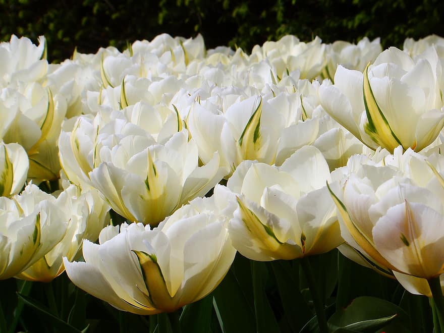 fleurs, tulipes, Floraison, fleur, printemps, saisonnier, la nature