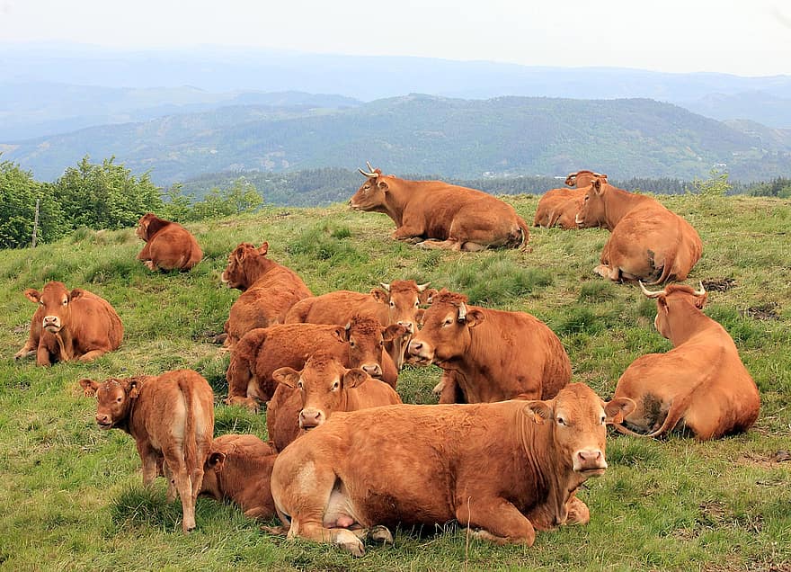 vacă, Ardèche, peisaj, vițel, Munte