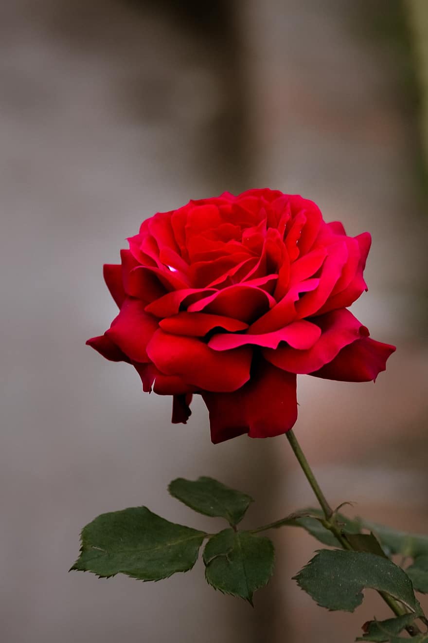 τριαντάφυλλο, λουλούδι, φυτό, πέταλα, κόκκινο τριαντάφυλλο, κόκκινο λουλούδι, ανθίζω, άνθος, κήπος, φύση, closeup