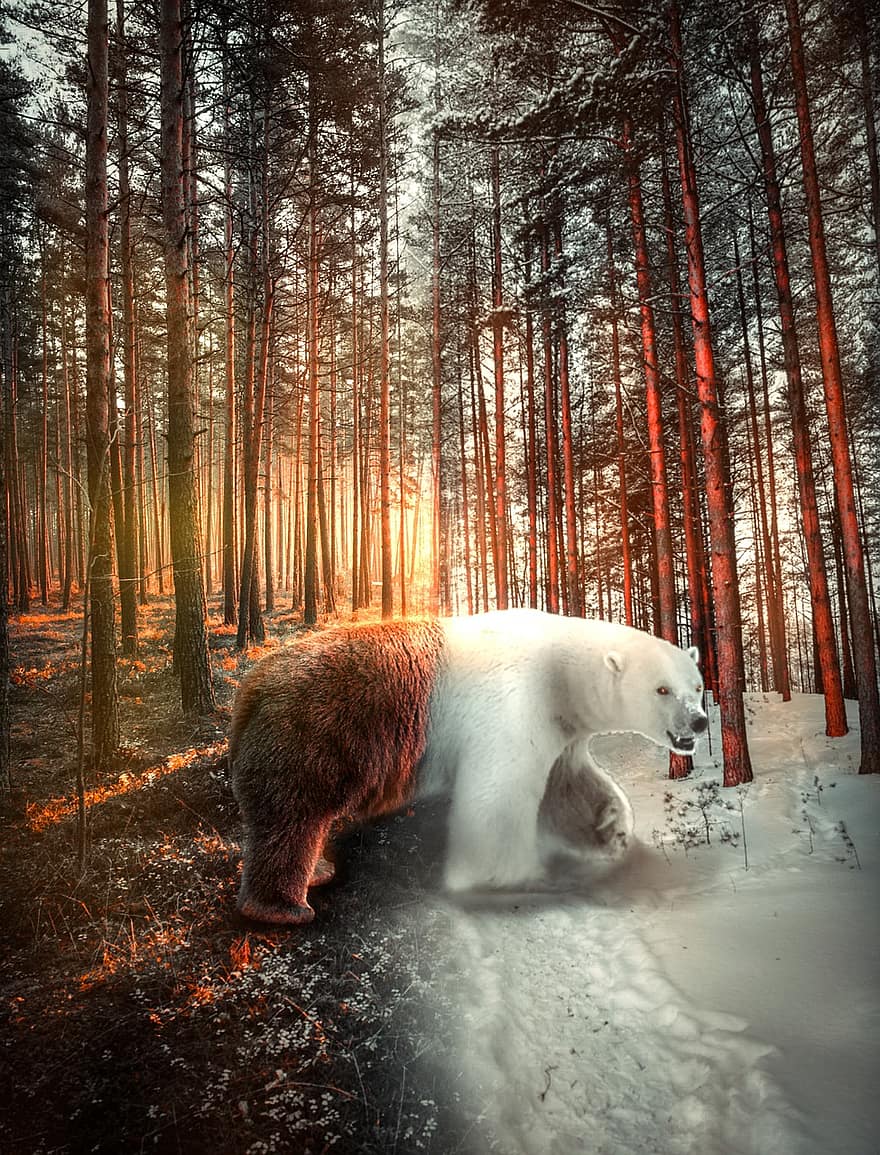 oso, invierno, verano, naturaleza, Art º, arte digital, mágico, bosque