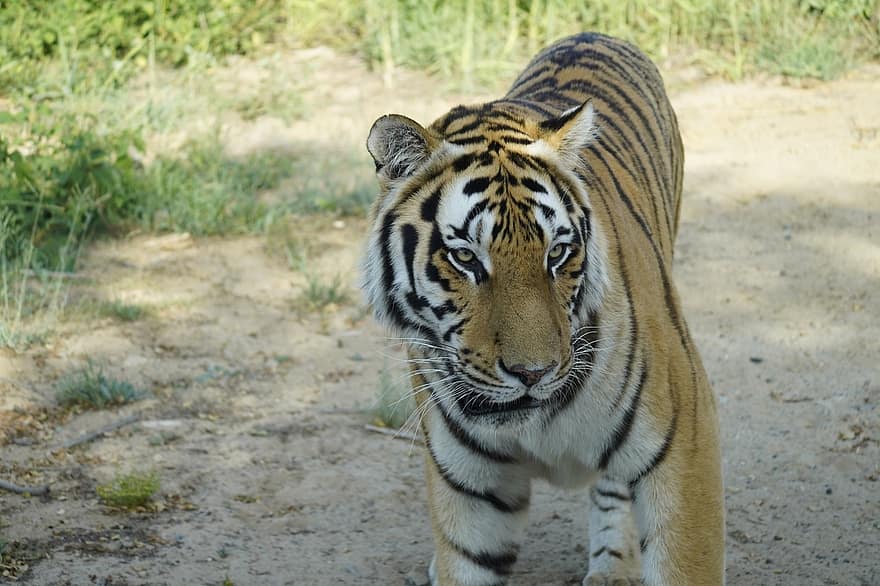 zwierzę, Tygrys, ssak, gatunki, fauna, dzikiej przyrody, dziki, safari, drapieżnik, koci, kot